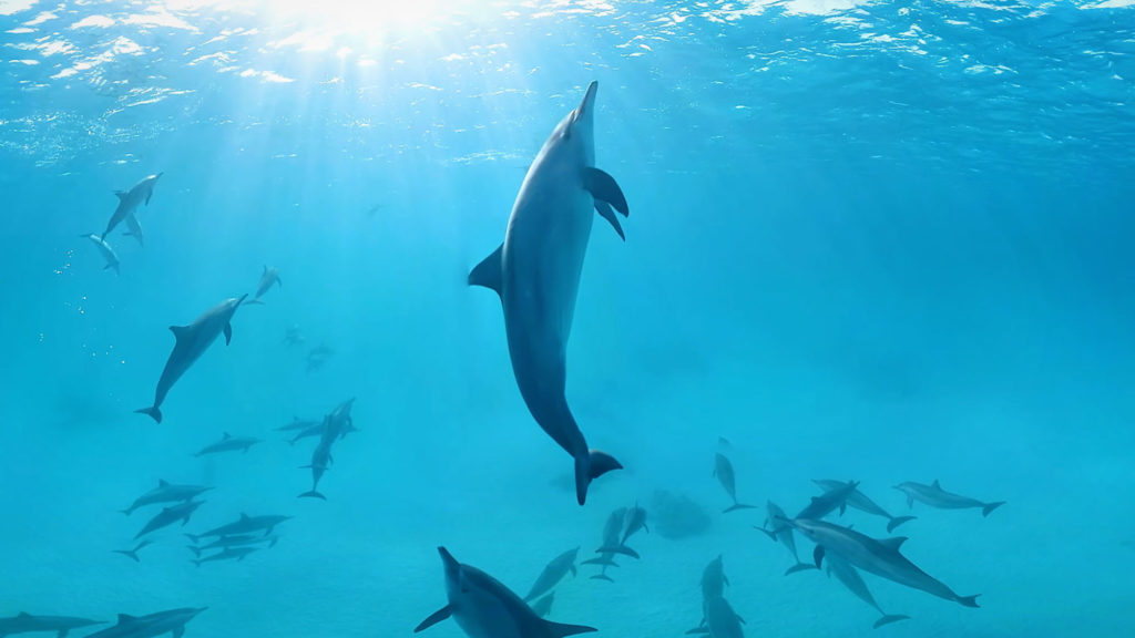 Dolphins-Dance-Magic-Horizons-Wir-Sind-Altenpflege