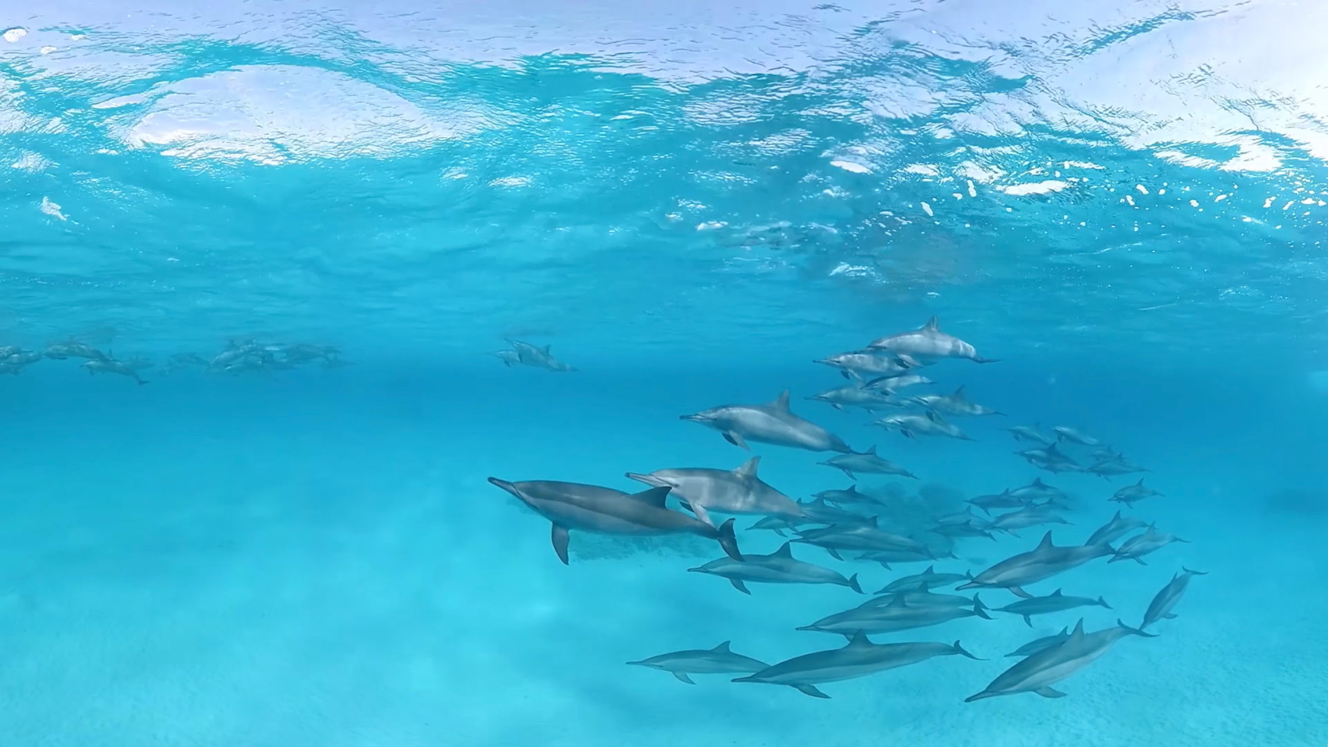 Tauchen mit Delfinen …