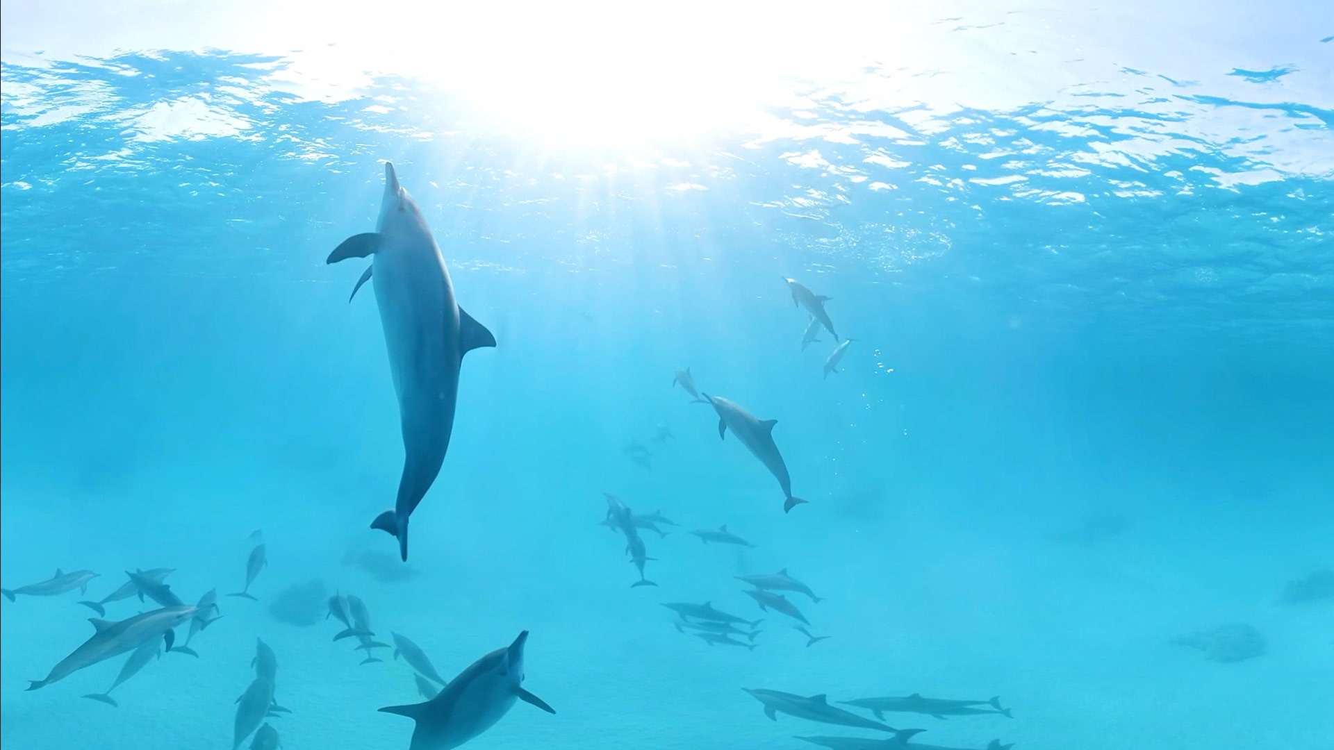 Tauchen und Schwimmen mit Delfinen …