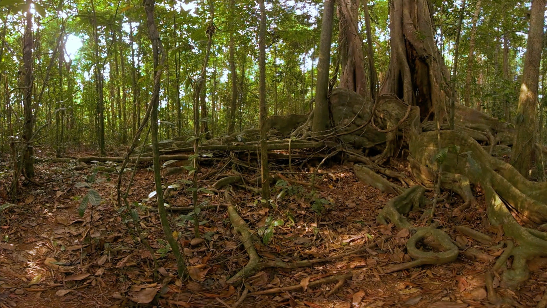 Kraft tanken im Angesicht uralter, mächtiger Makayuk-Bäume im grünen Dschungel Thailands …